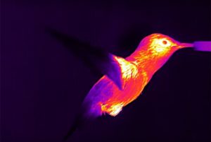 infrared image hummingbird